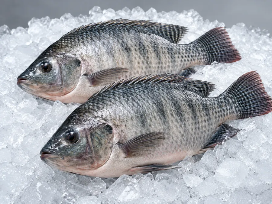 Peixes inteiros